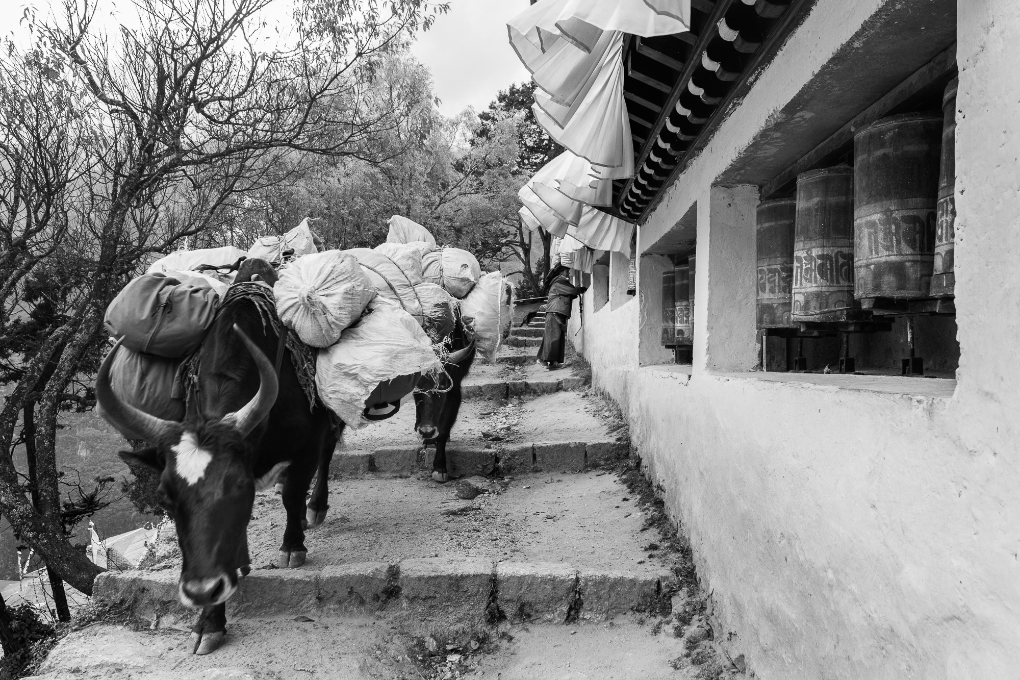 Dzopkyos y Ruedas de Rezo | Nepal | Dani Vottero